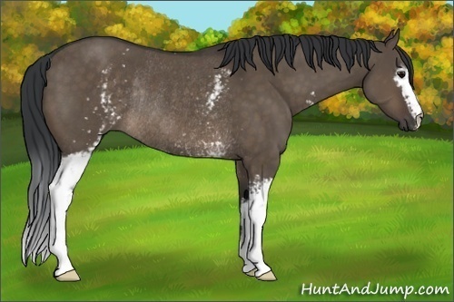 Horse Color:White Spotted Brown Dun Rabicano