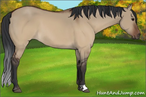 Horse Color:Brown Dun