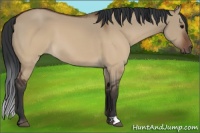 Horse Color:Brown Dun 