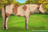 Horse Color:Bay  and Gold Champagne 