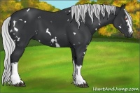 Horse Color:White Spotted Silver Black Chinchilla 