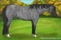 Horse Color:Blue Roan 
