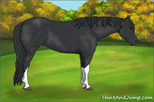 Horse Color:Black 