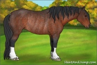 Horse Color:Brown Rabicano 
