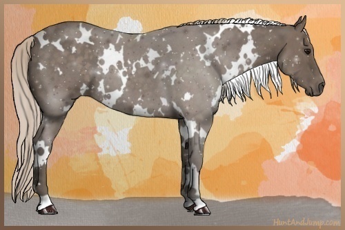 Horse Color:White Spotted Silver Blue Roan