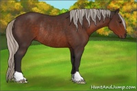 Horse Color:Silver Brown Rabicano 