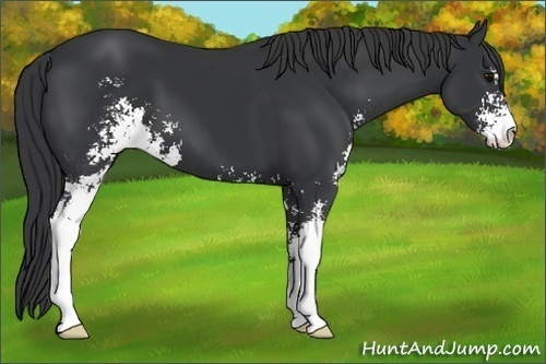 Horse Color:Black Sabino Appaloosa 