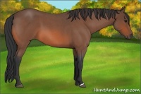 Horse Color:Bay Roan