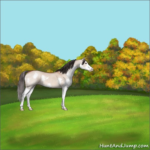 Horse Color:Bay Dun Sabino Splash