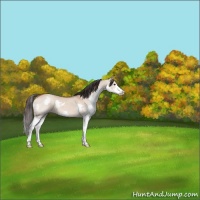 Horse Color:Bay Dun Sabino Splash 