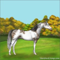Horse Color:White Spotted Brown Dun Splash Frame Varnish 