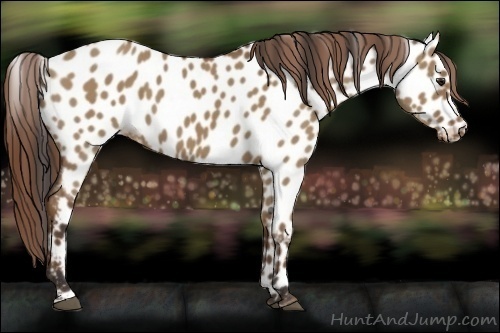 Horse Color:Bay Dun Near Leopard 