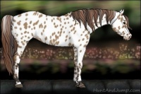 Horse Color:Bay Dun Near Leopard 