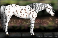 Horse Color:Bay Appaloosa 