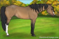 Horse Color:Bay Dun