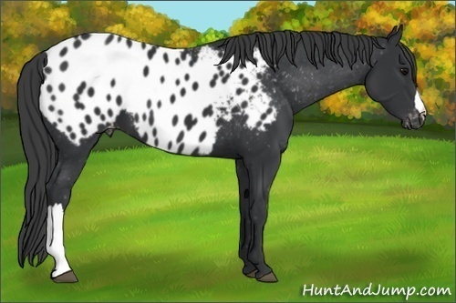 Horse Color:Black Appaloosa