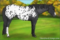 Horse Color:Black Appaloosa