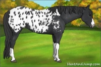 Horse Color:Black Appaloosa