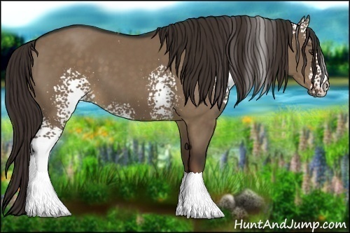 Horse Color:White Spotted Liver Red Dun 