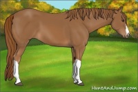 Horse Color:Chestnut 