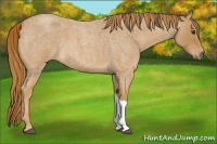 Horse Color:Red Roan 