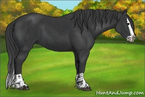 Horse Color:Black  and Black Splash 
