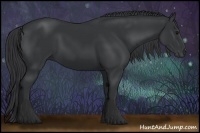 Horse Color:Black 