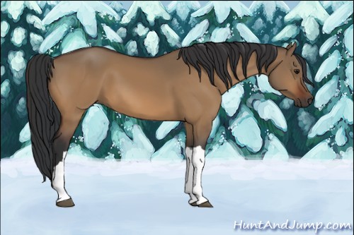 Horse Color:Brown Dun 