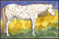 Horse Color:Palomino Near Leopard  and Chestnut Near Leopard 