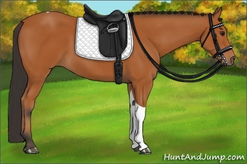 Horse Color:Bay Tobiano