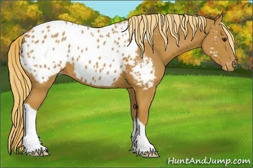 Horse Color:Chestnut Appaloosa