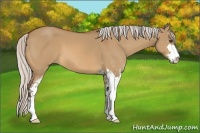 Horse Color:Silver Bay Dun Sabino