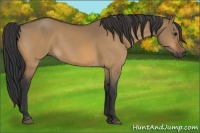 Horse Color:Bay Dun 