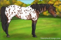 Horse Color:Bay Appaloosa 