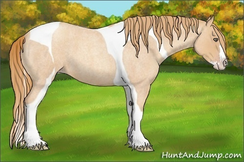 Horse Color:Gold Champagne Roan Splash Tobiano
