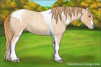 Horse Color:Gold Champagne Roan Splash Tobiano