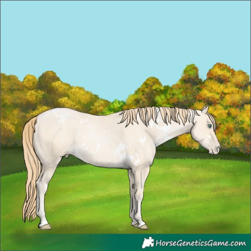 Horse Color:White Spotted Smoky Grullo Pearl 