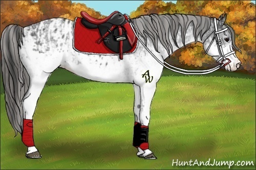 Horse Color:White Spotted Blue Roan Rabicano  and White Spotted Blue Roan Appaloosa Rabicano 