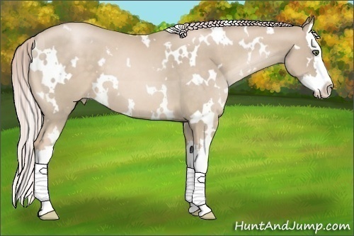 Horse Color:White Spotted Chocolate Palomino Pearl Splash 