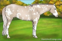 Horse Color:White Spotted Chocolate Palomino Pearl Splash