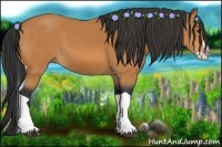 Horse Color:Bay Splash Tobiano 