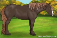 Horse Color:Liver Chestnut Splash Frame 