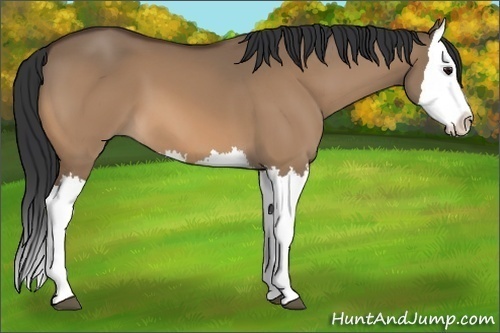 Horse Color:Bay Dun Splash 