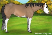 Horse Color:Bay Dun Splash 