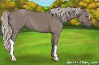 Horse Color:Silver Grullo 