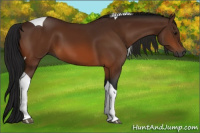 Horse Color:Gray Bay Tobiano 