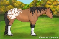 Horse Color:Bay Appaloosa