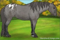 Horse Color:Grullo Appaloosa 