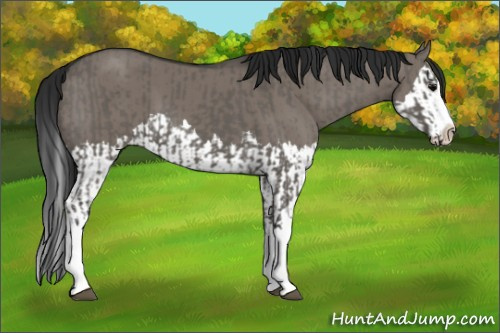 Horse Color:Grullo Sabino Splash and Gray Grullo Sabino Splash