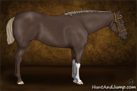 Horse Color:Liver Chestnut 